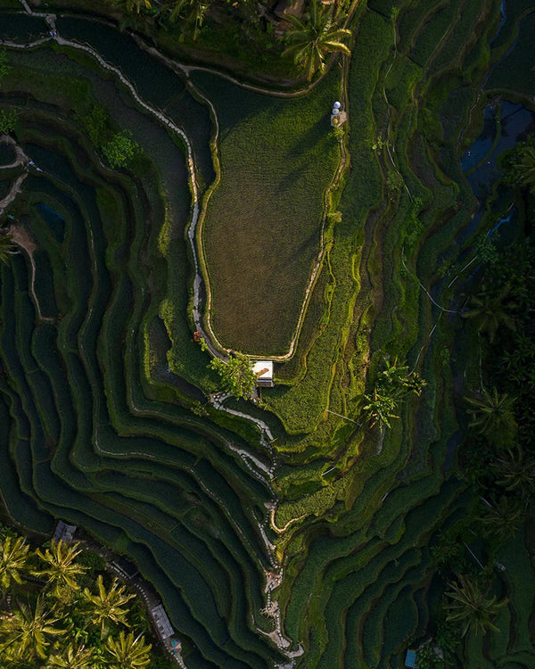 Le collagène végétal
